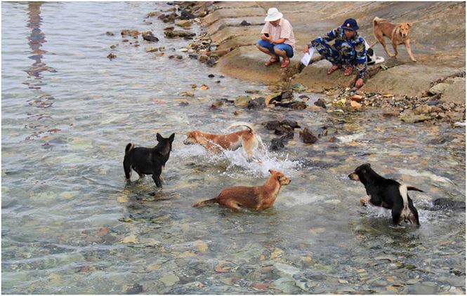 Chú chó tên Sơn Tùng nổi tiếng ở Trường Sa - 1