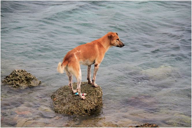 Chú chó tên Sơn Tùng nổi tiếng ở Trường Sa - 10