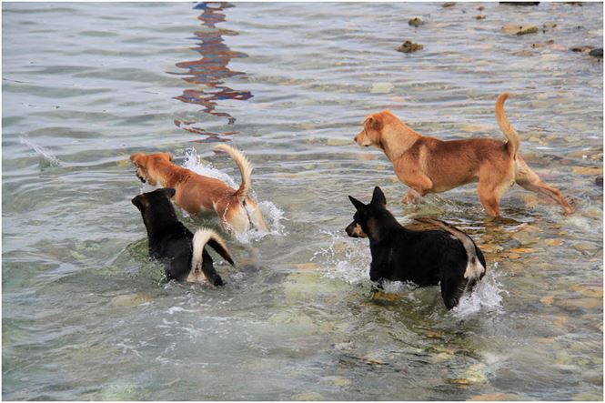 Chú chó tên Sơn Tùng nổi tiếng ở Trường Sa - 2