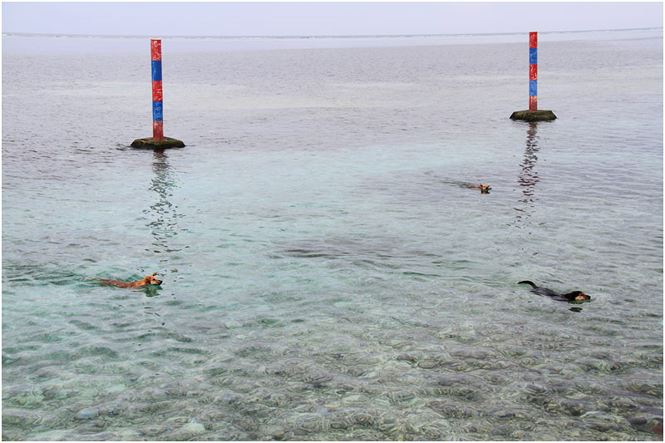 Chú chó tên Sơn Tùng nổi tiếng ở Trường Sa - 3