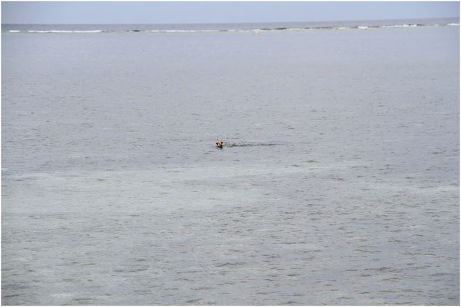 Chú chó tên Sơn Tùng nổi tiếng ở Trường Sa - 4