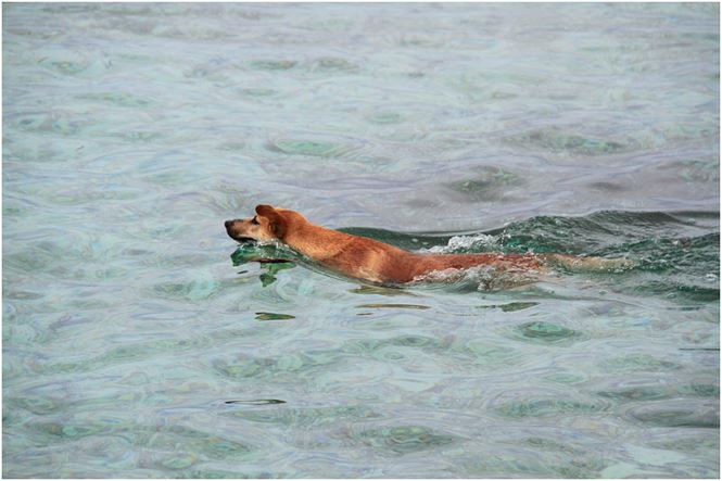 Chú chó tên Sơn Tùng nổi tiếng ở Trường Sa - 5