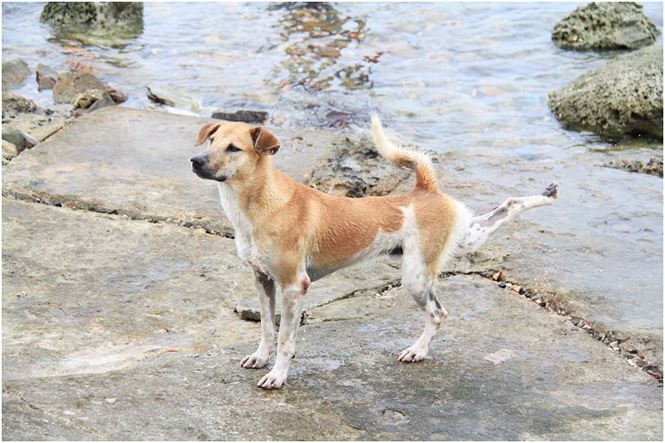 Chú chó tên Sơn Tùng nổi tiếng ở Trường Sa - 7