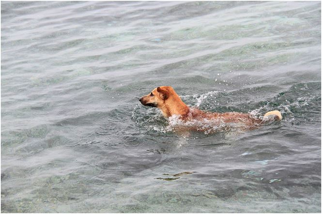 Chú chó tên Sơn Tùng nổi tiếng ở Trường Sa - 8