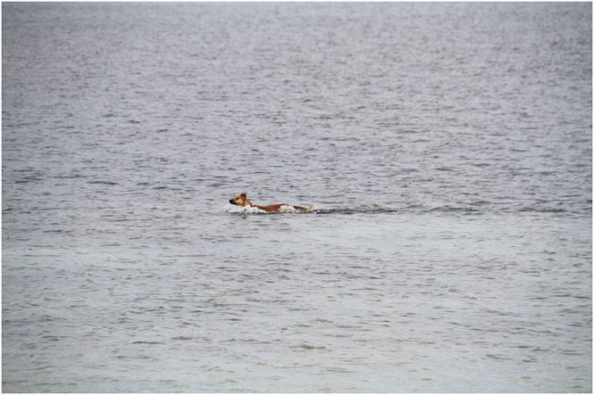 Chú chó tên Sơn Tùng nổi tiếng ở Trường Sa - 9