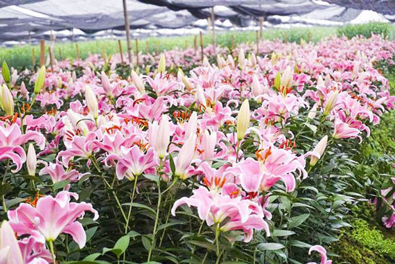 Hoa ly nở &#39;lệch nhịp&#39;, người dân lỗ cả trăm triệu đồng - 4