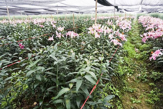Hoa ly nở &#39;lệch nhịp&#39;, người dân lỗ cả trăm triệu đồng - 8