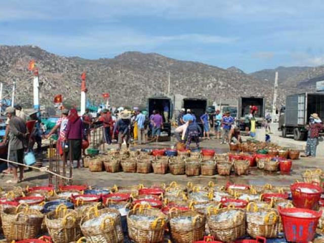 Thị trường - Tiêu dùng - Bội thu cá cơm đầu năm, mỗi chuyến đi biển ngư dân kiếm 30 triệu đồng