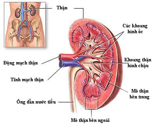 Suy thận mạn – Không muốn chạy thận hãy thực hiện cách này luôn và ngay - 1