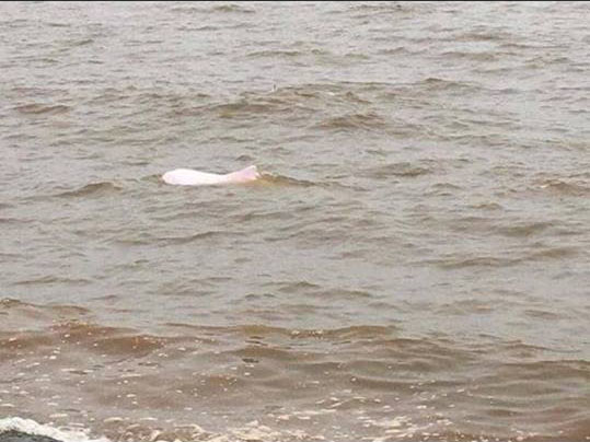 Cá heo bạch tạng nặng hơn 2 tạ trôi dạt vào bãi biển Ninh Bình - 1