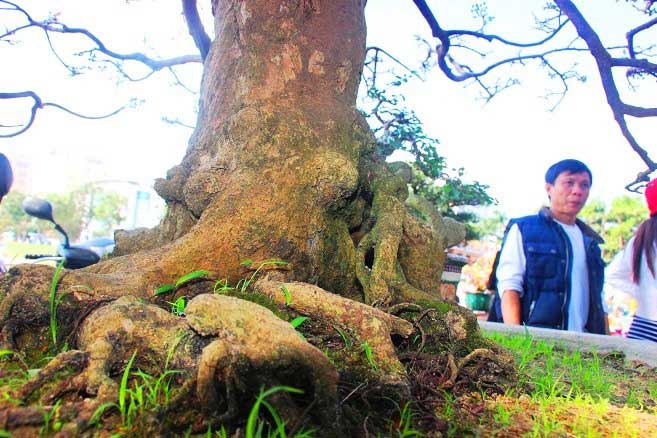 Nườm nượp người đến ngắm “cụ mai” 130 tuổi được rao hơn nửa tỷ đồng - 2