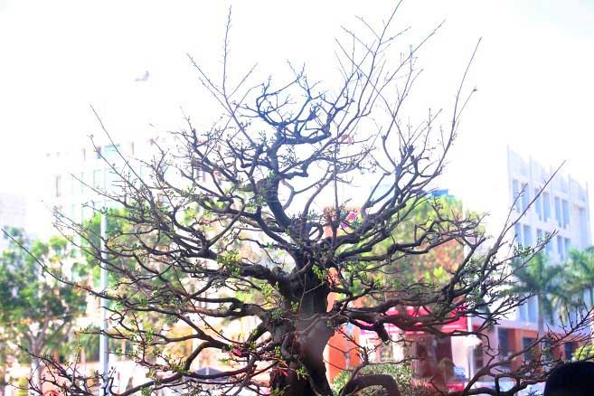 Nườm nượp người đến ngắm “cụ mai” 130 tuổi được rao hơn nửa tỷ đồng - 3