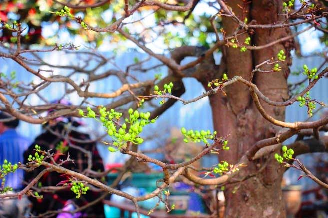 Nườm nượp người đến ngắm “cụ mai” 130 tuổi được rao hơn nửa tỷ đồng - 5