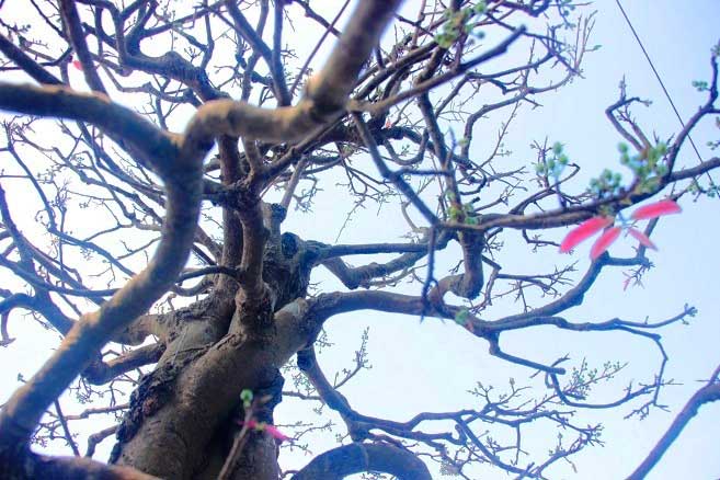 Nườm nượp người đến ngắm “cụ mai” 130 tuổi được rao hơn nửa tỷ đồng - 6