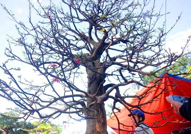 Nườm nượp người đến ngắm “cụ mai” 130 tuổi được rao hơn nửa tỷ đồng - 7