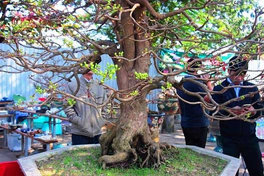 Nườm nượp người đến ngắm “cụ mai” 130 tuổi được rao hơn nửa tỷ đồng - 8