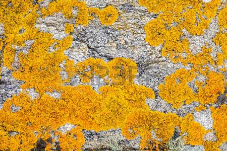 Sự thật về “Tảng đá nở hoa” gây xôn xao dư luận tại Quảng Nam - 4