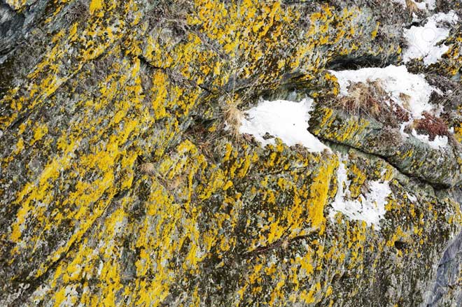 Sự thật về “Tảng đá nở hoa” gây xôn xao dư luận tại Quảng Nam - 5