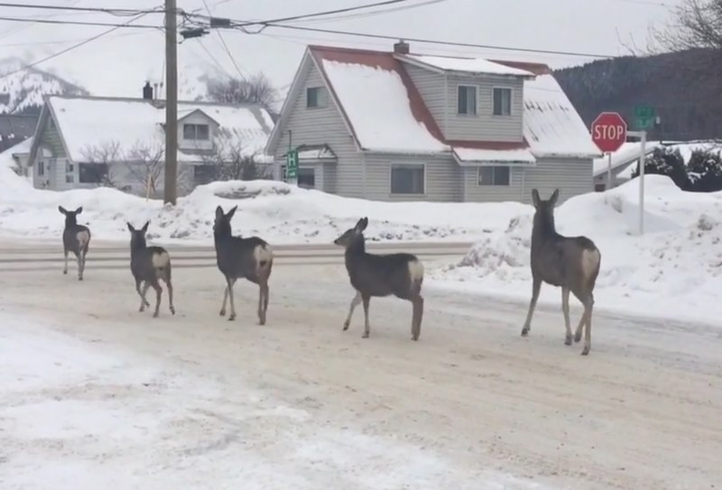 Bầy hươu biết đọc biển báo giao thông, đi trật tự hơn người - 1
