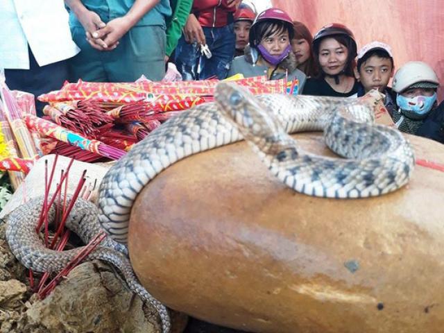 Tin tức trong ngày - Tin mới về cặp rắn nằm trên mộ vô danh ở Quảng Bình