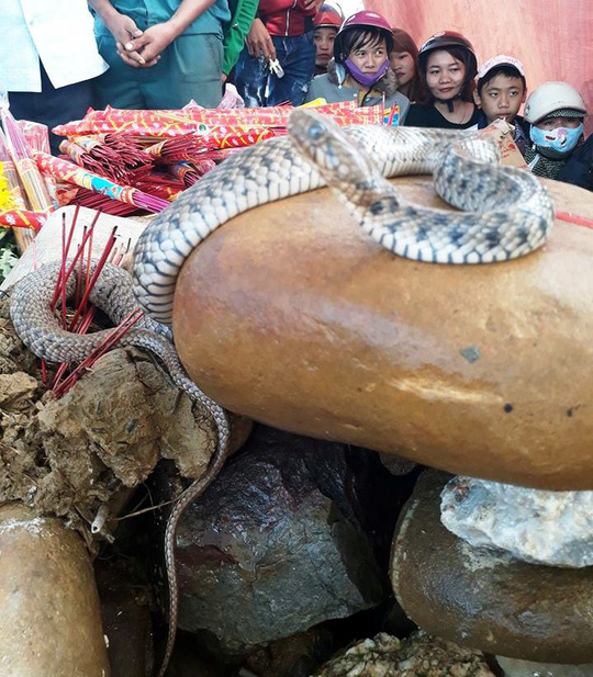 Tin mới về cặp rắn nằm trên mộ vô danh ở Quảng Bình - 1