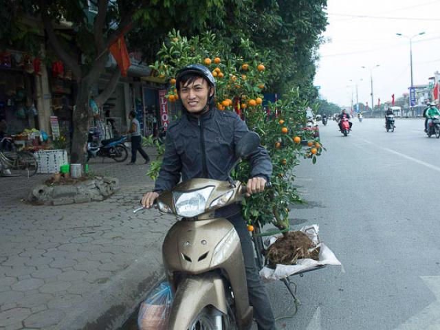 Thị trường - Tiêu dùng - Theo chân "thợ săn" quất héo đi xin cây về trồng lại, đợi "hái tiền"
