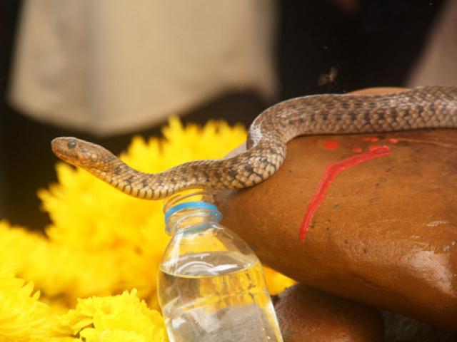 Tin tức trong ngày - Xã cắt điện, tháo rạp thờ "rắn thần" ở Quảng Bình bị dân ngăn cản