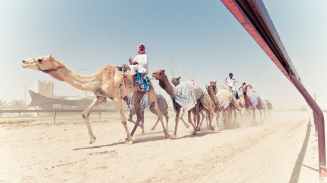 Đua lạc đà: Đây là môn thể thao phổ biển ở Qatar và thường diễn ra tại trường đua trên sa mạc ở phía bắc thành phố Dha. Con người chỉ cưỡi lạc đà khi huấn luyện và các robot nhỏ sẽ điều khiển chúng trong cuộc đua chính thức.
