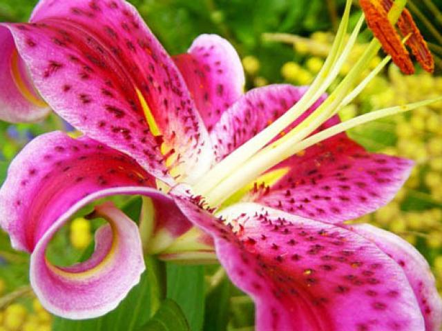 Sức khỏe đời sống - Hoa ly đâu chỉ để ngắm mà còn có vô vàn công dụng chữa bệnh bất ngờ