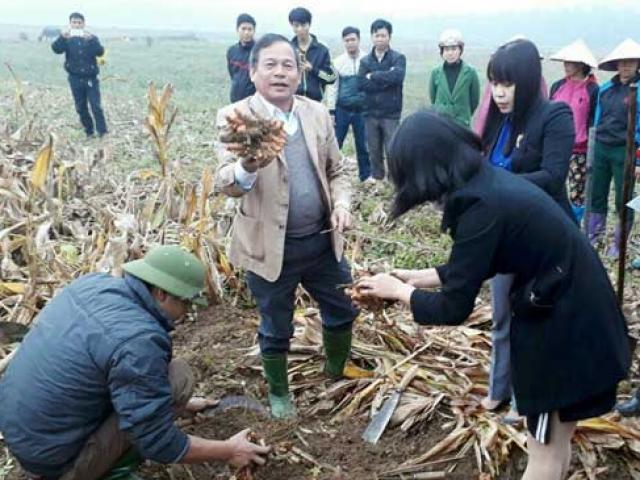 Thị trường - Tiêu dùng - Trồng cây dược liệu, thu trăm triệu 1 ha