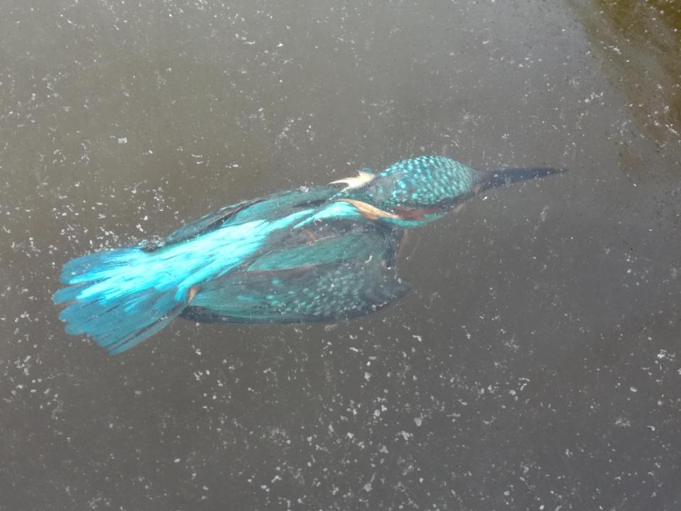Hà Lan: Lặn xuống nước săn mồi, chim bói cá bị đông cứng trong băng - 1