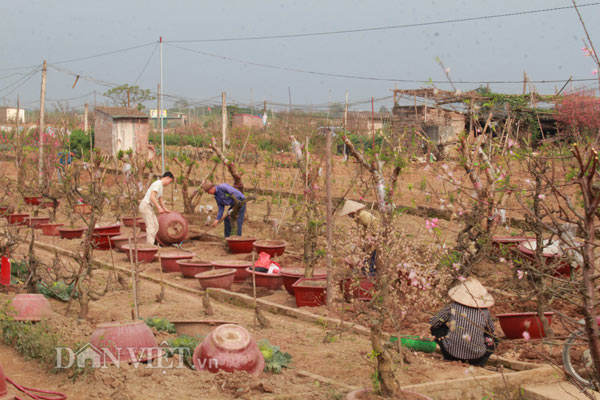 Chào "thượng đế", đào cổ thụ về vườn được chăm sóc thế nào? - 1