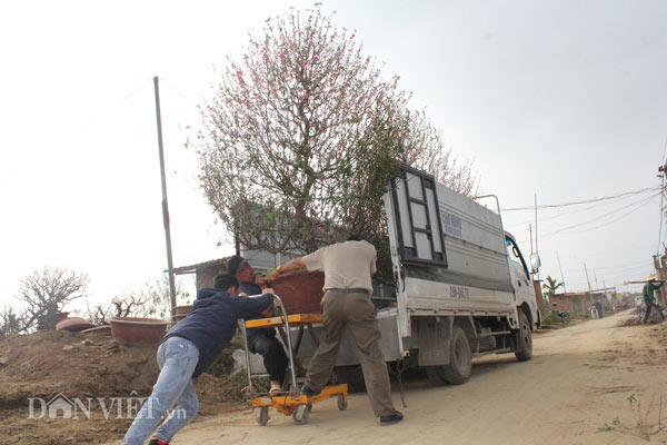Chào "thượng đế", đào cổ thụ về vườn được chăm sóc thế nào? - 2