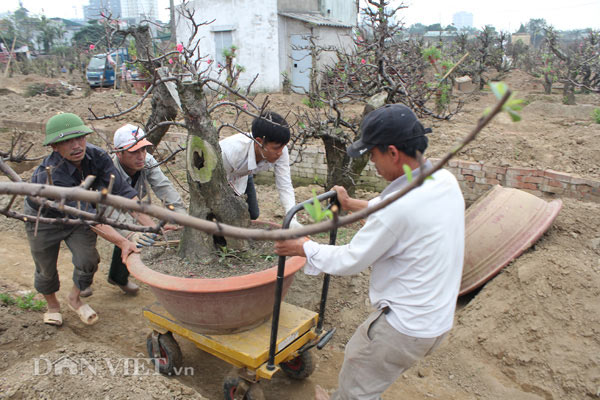 Chào "thượng đế", đào cổ thụ về vườn được chăm sóc thế nào? - 3