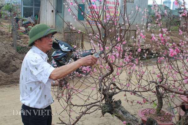 Chào "thượng đế", đào cổ thụ về vườn được chăm sóc thế nào? - 4