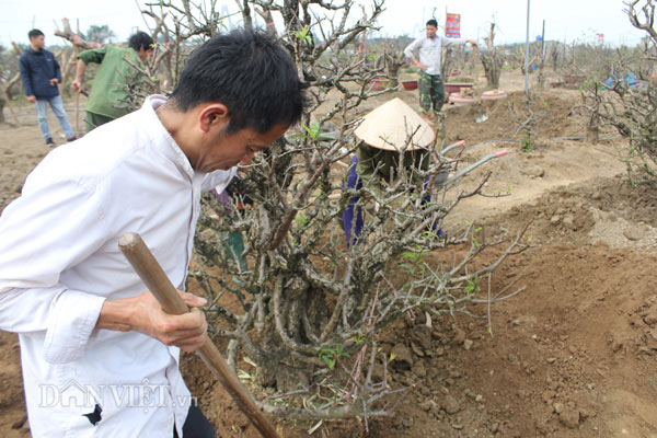 Chào "thượng đế", đào cổ thụ về vườn được chăm sóc thế nào? - 5