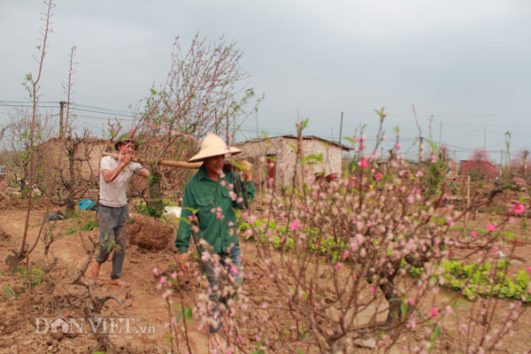 Chào "thượng đế", đào cổ thụ về vườn được chăm sóc thế nào? - 6