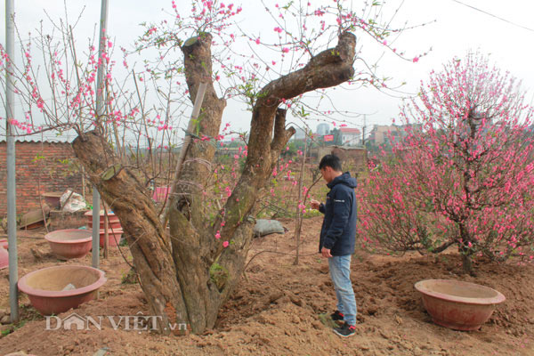 Chào "thượng đế", đào cổ thụ về vườn được chăm sóc thế nào? - 7