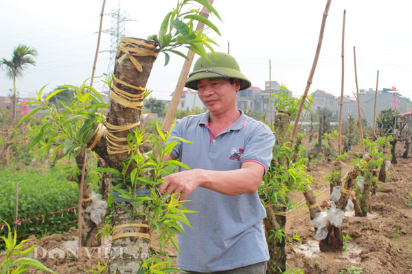 Chào "thượng đế", đào cổ thụ về vườn được chăm sóc thế nào? - 8