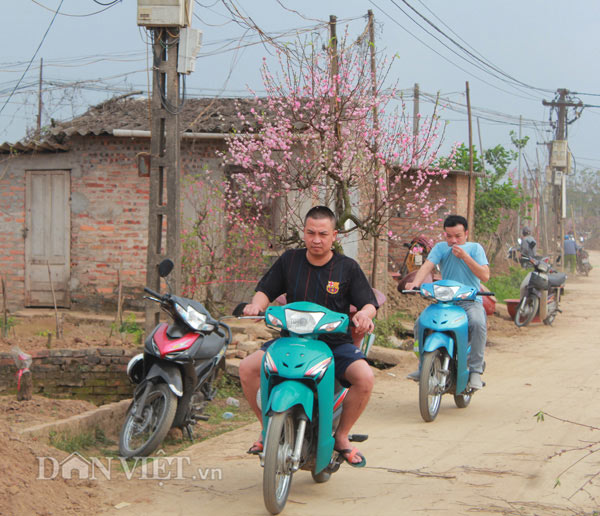 Chào "thượng đế", đào cổ thụ về vườn được chăm sóc thế nào? - 9