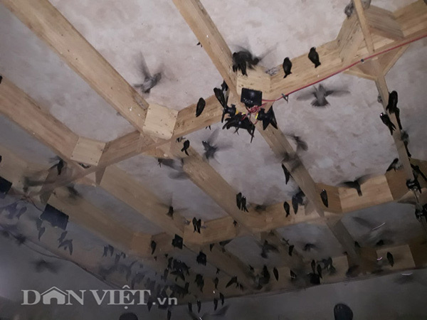 Xây nhà ở cùng chim "không có chân", kiếm 15 triệu mỗi tháng - 2