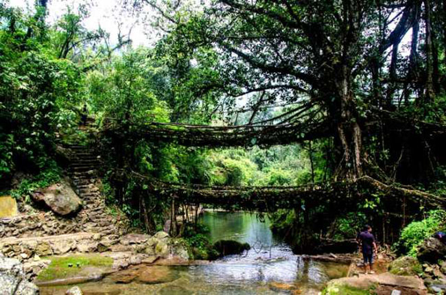 Cây cầu sống Root - Cherrapunji: Nằm ở phía đông bắc của Ấn Độ, Cherrapunji là phần ẩm ướt nhất của thế giới, nơi những cây cầu không được xây dựng nhưng vẫn lớn lên. Cây cầu này chính là những cao su Ấn Độ được trồng rất nhiều. Những cây này tạo ra các rễ cây bám chặt vào nhau và trải dài lên trên những tảng đá khổng lồ dọc theo bờ sông.