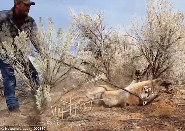 Mỹ: Đi bắt cáo không ngờ vợt nhầm sư tử núi - 1