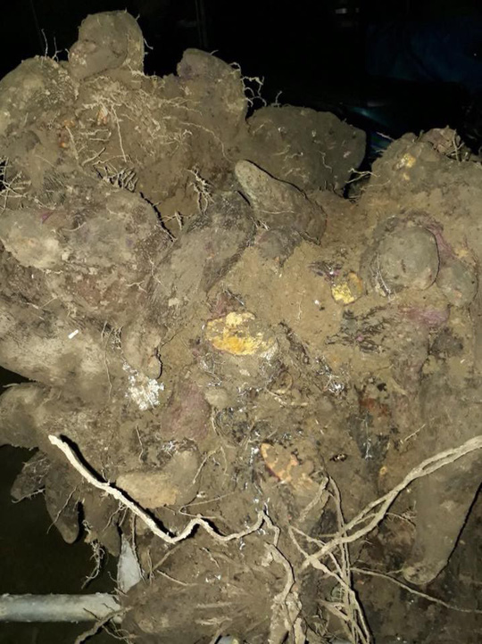 Kéo nhau đến xem củ khoai vạc "siêu khủng" nặng gần 110kg - 1