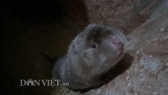 Lãi nửa tỷ mỗi năm nhờ thuần hóa và nuôi đàn &#34;lợn mi ni&#34; - 2