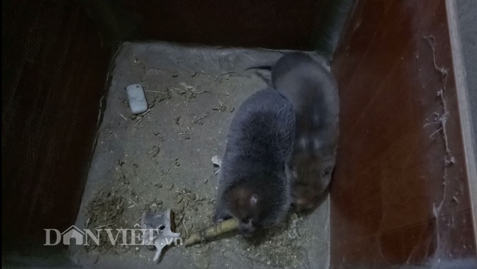 Lãi nửa tỷ mỗi năm nhờ thuần hóa và nuôi đàn &#34;lợn mi ni&#34; - 3