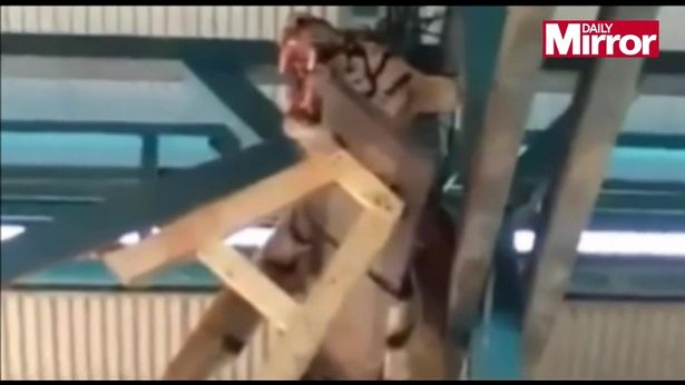 Indonesia: Hổ quý hiếm lẻn vào làng, bị lột da, chặt xác dã man - 2