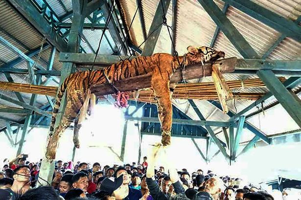 Indonesia: Hổ quý hiếm lẻn vào làng, bị lột da, chặt xác dã man - 1