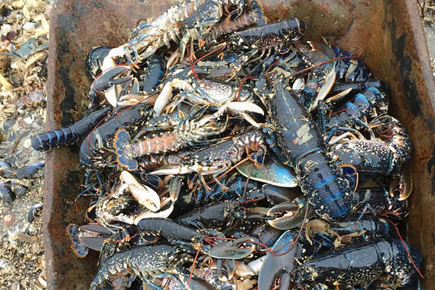 Ngàn sinh vật biển chết rét hàng loạt vì “Quái vật phương Đông” - 1