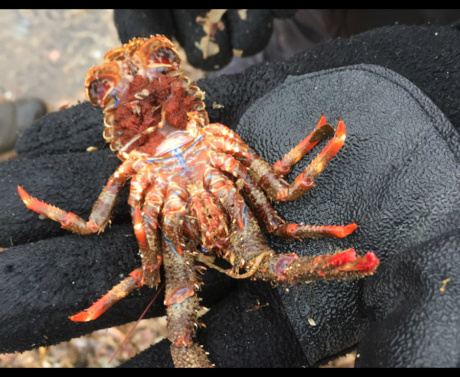 Ngàn sinh vật biển chết rét hàng loạt vì “Quái vật phương Đông” - 3